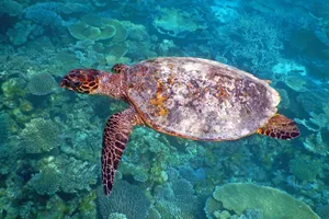Maldive