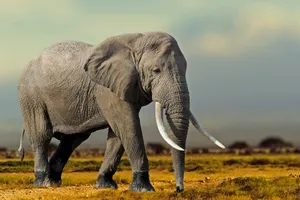 Kenya