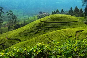Sri Lanka