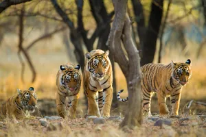 India