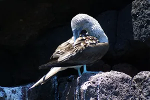 Ecuador