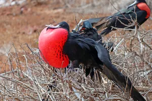 Ecuador