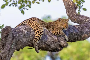 Zambia