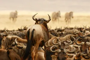 Tanzania