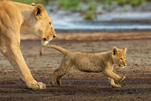Tanzania