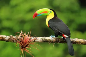 Costa Rica